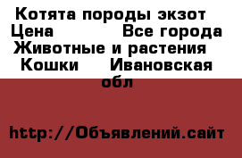 Котята породы экзот › Цена ­ 7 000 - Все города Животные и растения » Кошки   . Ивановская обл.